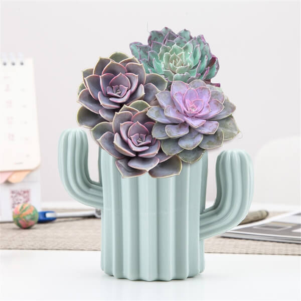 cactus , vase , flower pot